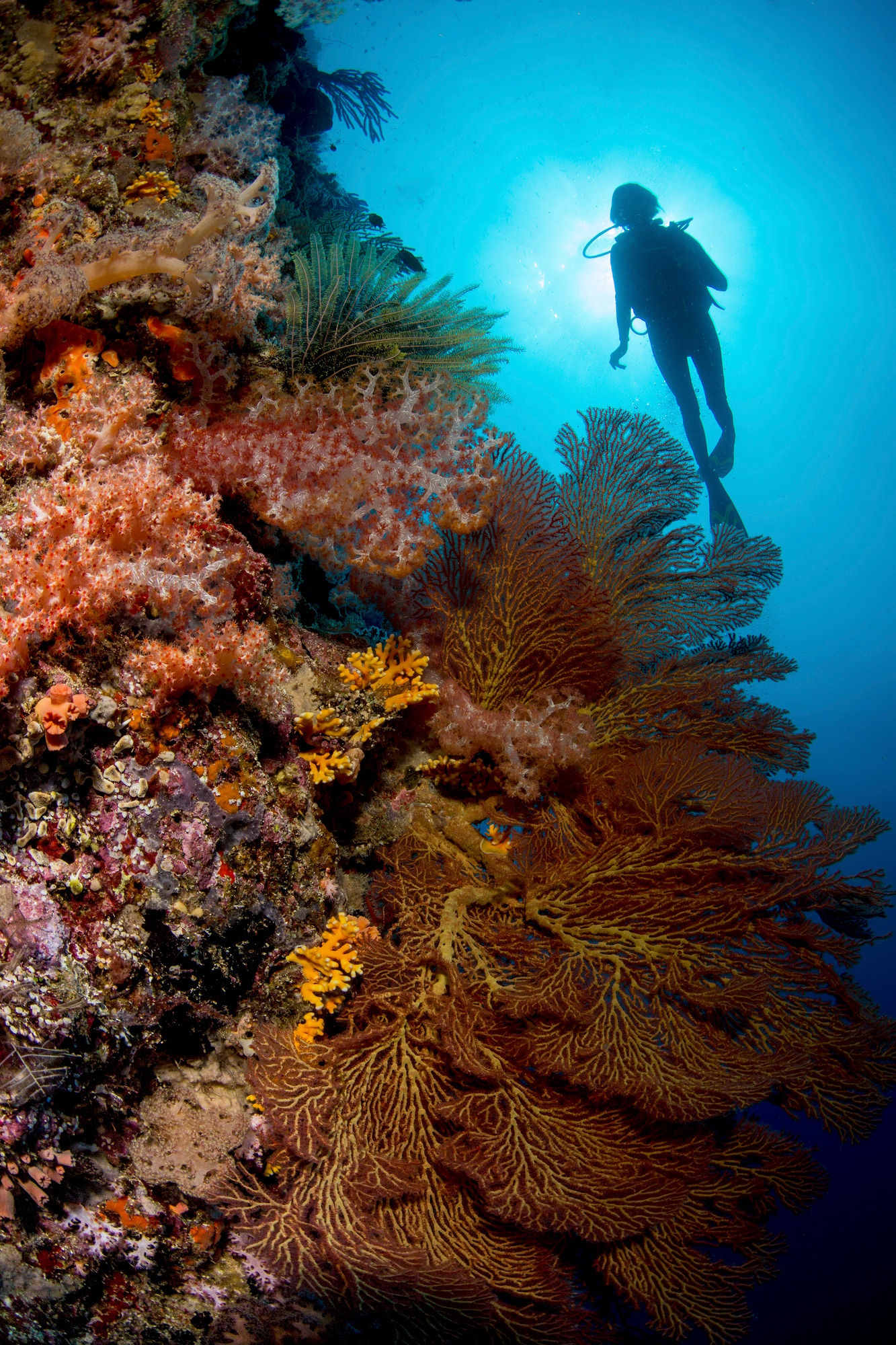 Diver explores vibrant coral reef
