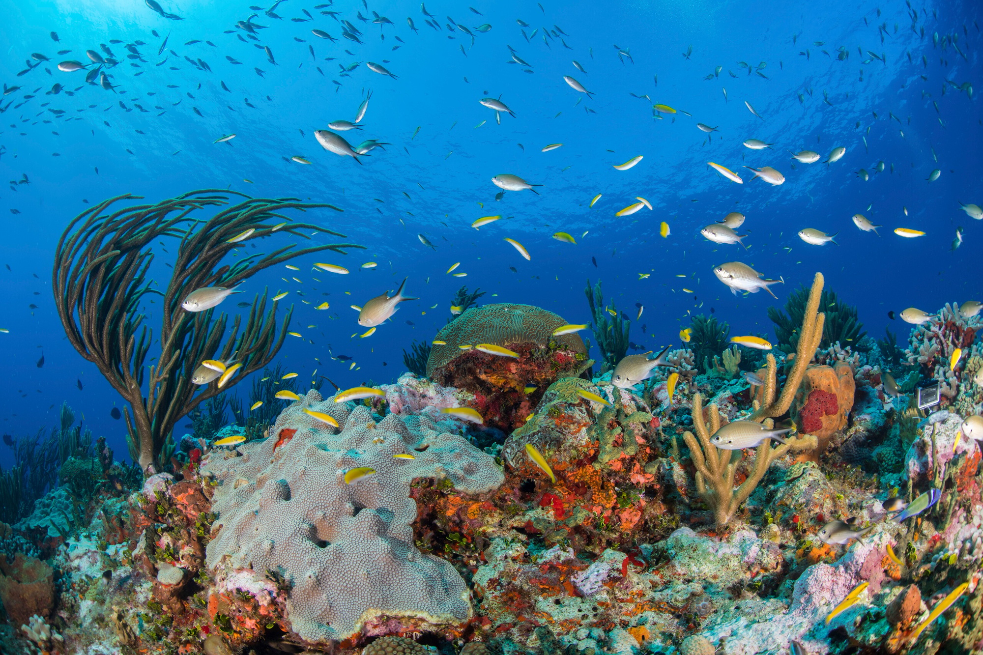 Reef life, Alacranes, Campeche, Mexico